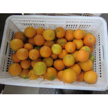 Exportación Profesional De Níquel De Calidad Superior Naranja